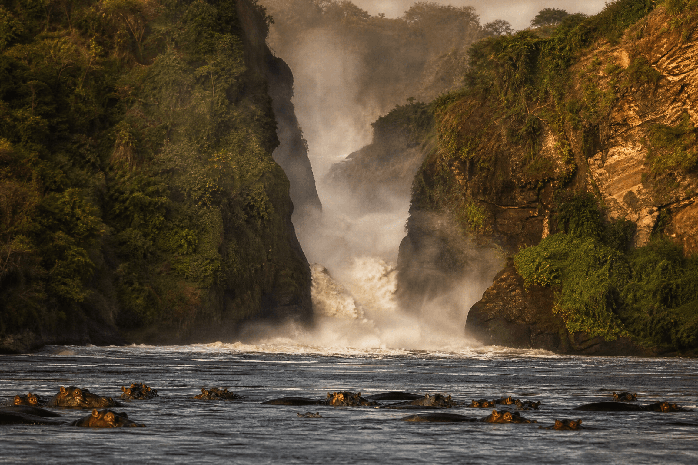 Murchison Falls on the Victoria Nile, hippos in the pool below the falls, Murchison Falls National Park, Uganda