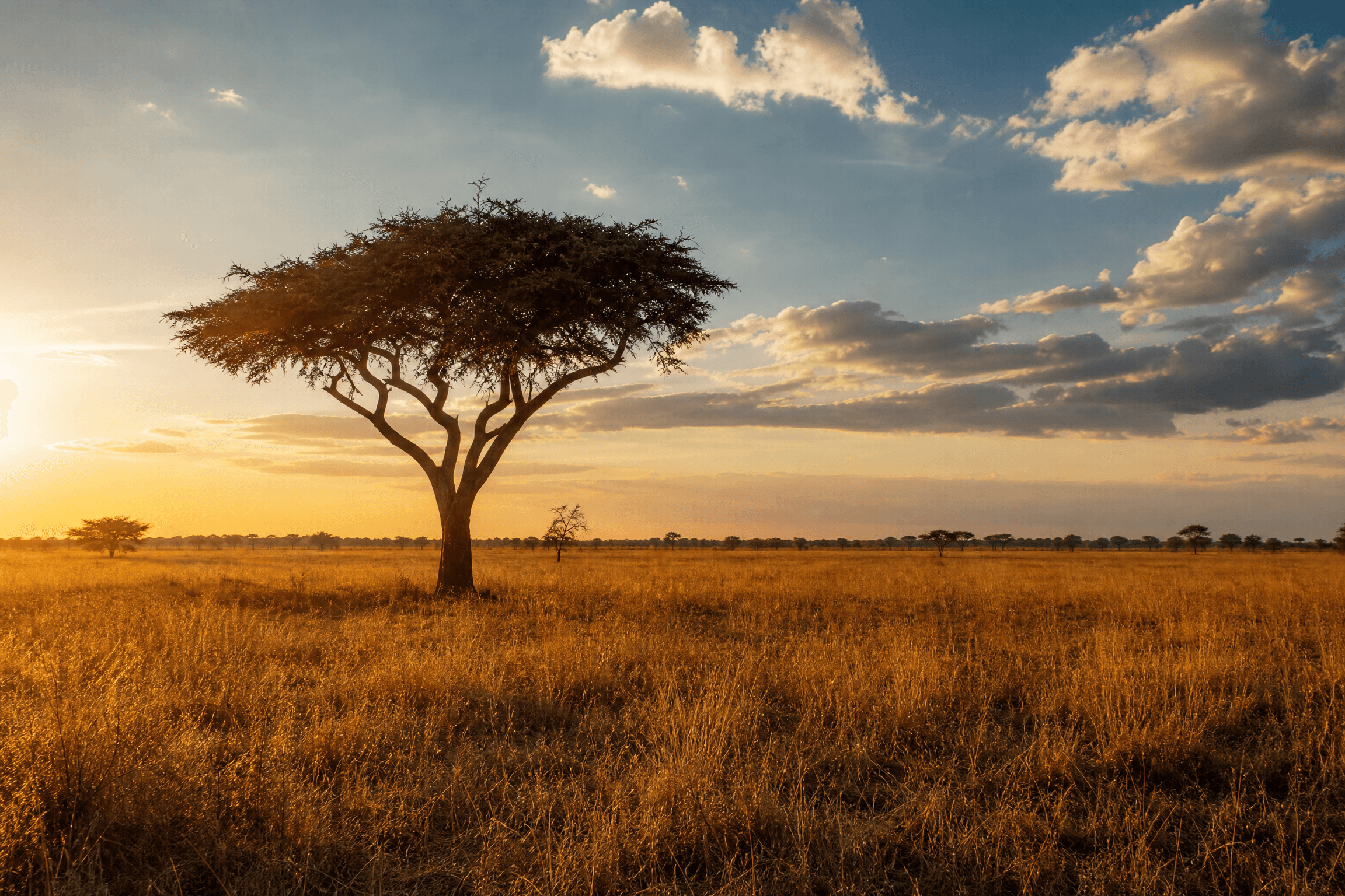 Golden dry-season savanna in Murchison Falls National Park with a lone acacia tree silhouetted against a warm sunset sky