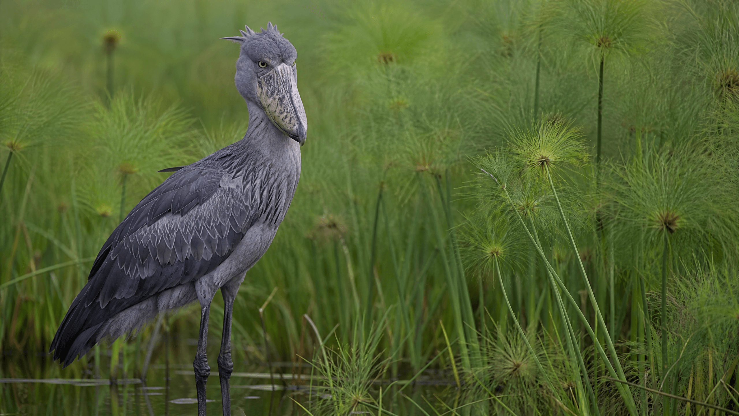 A shoebill stork standing motionless in papyrus swamp in Uganda, its distinctive shoe-shaped bill visible against a background of green papyrus reeds