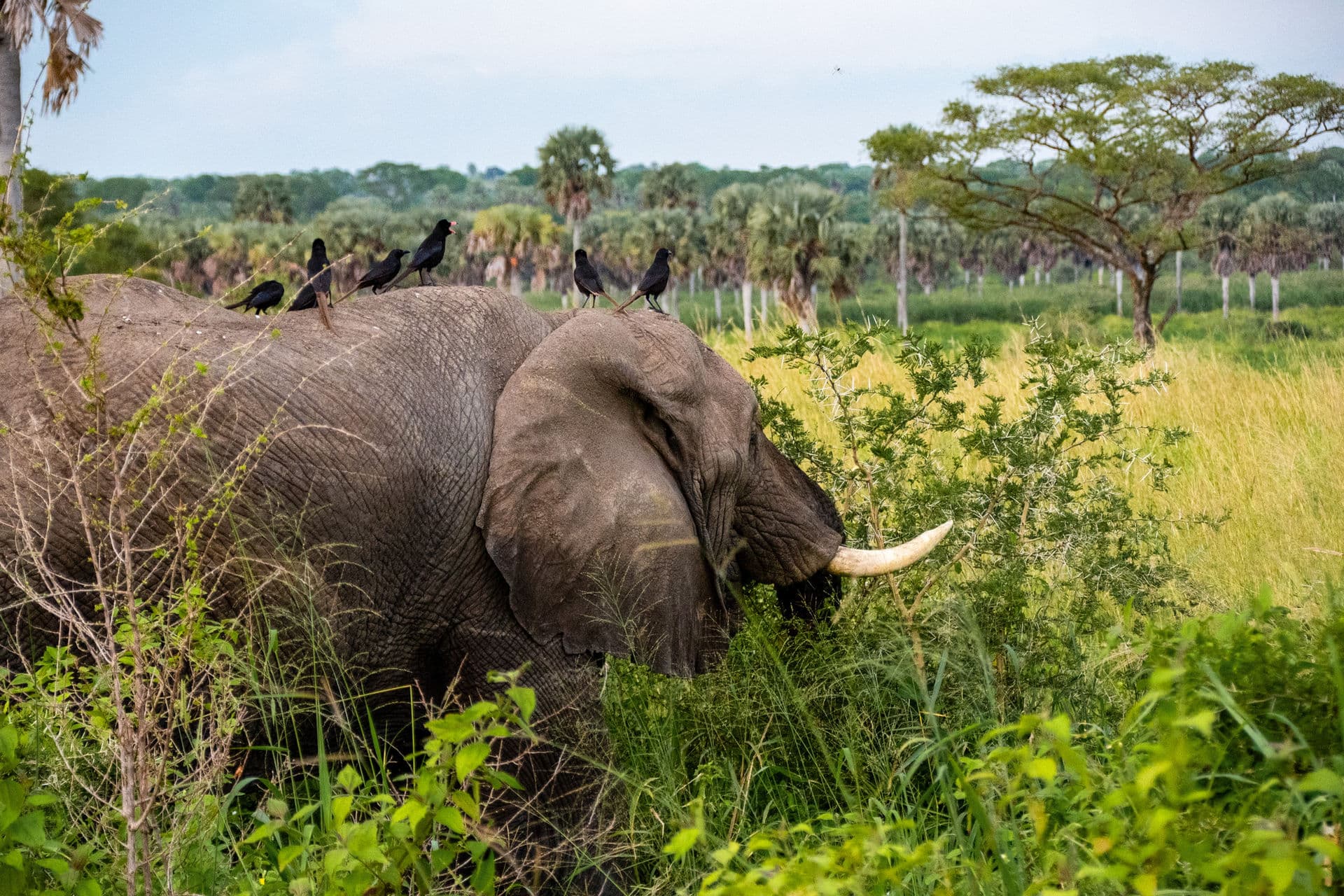 Elephant near The Elephant Oasis in the Ugandan bush