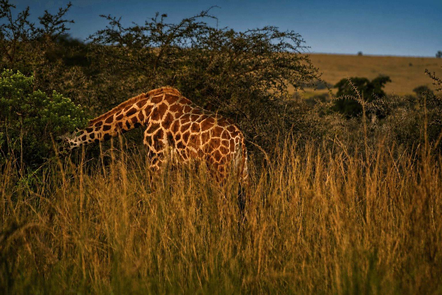 Rothschild's giraffe grazing in golden savanna grass, Murchison Falls National Park, Uganda